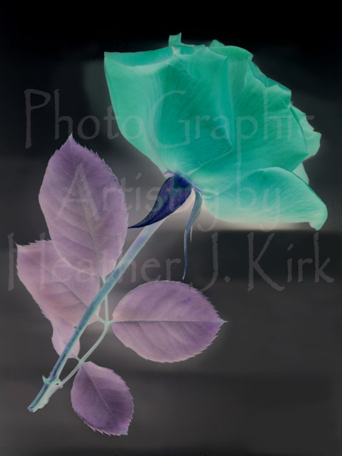 Inverse Glow Green Rose